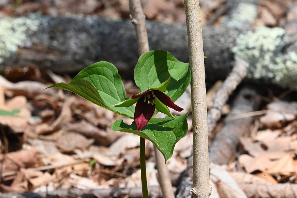 2025-04246535 Acton Arboretum, MA.JPG - Purple Trillium. Acton Arboretum, MA, 4-24-2025